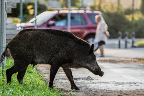 Female wild boar walking through an urban area near people and cars. The animal moves along the sidewalk highlighting issues of human-wildlife coexistence. Urban intrusion and safety concept. photo