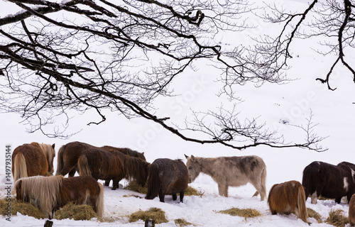 Horses Grazing on Snow-Covered Field Under Winter Trees