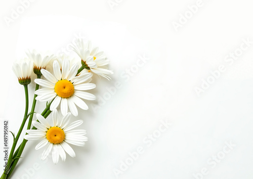 Wallpaper Mural .white daisies on a white background Torontodigital.ca