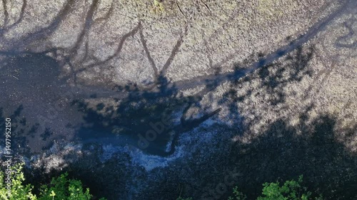 Drying riverbed with shallow water and green forest in summer sunlight, aerial view