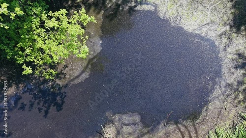 Drying riverbed with shallow water and green forest in summer sunlight, aerial view