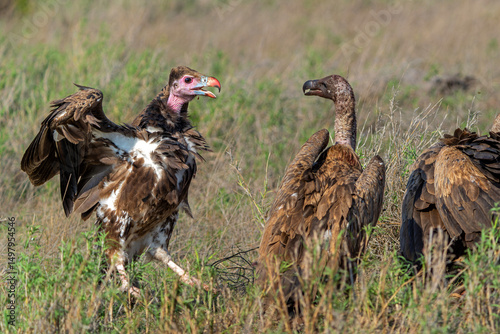 White-headed vulture (Trigonoceps occipitalis) trying to impress other vultures at a prey in Kruger National Park in South Africa