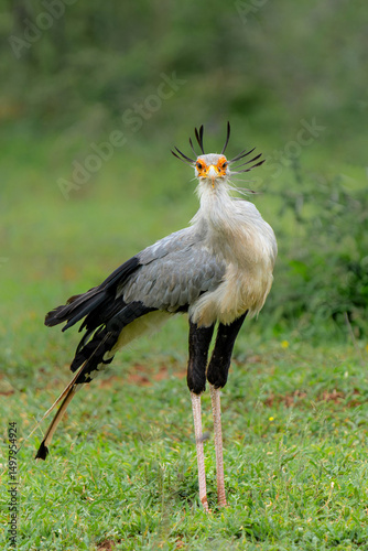 Secretary Bird (Sagittarius serpentarius) walking and hunting on the green plains in a Game Reserve in Kwa Zulu Natal in South Africa