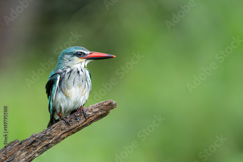 Woodland Kingfisher (Halcyon senegalensis) hunting  in the Kruger National Park in South Africa