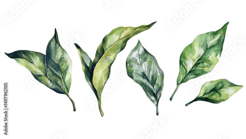 Watercolor painting of several green tea leaves, varying in shade and orientation, displayed against a black background.  The leaves show intricate detail and texture