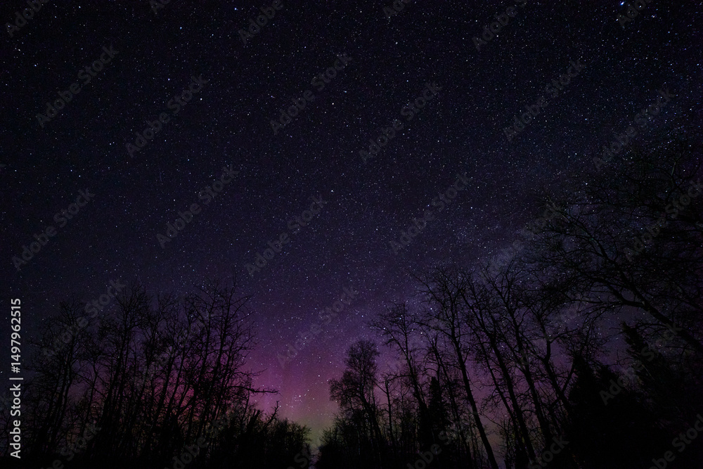 Fototapeta premium starry night sky