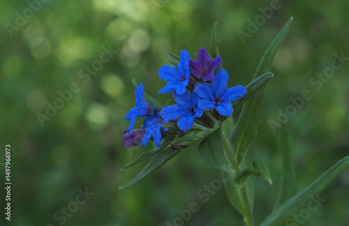 Blauroter Steinsame