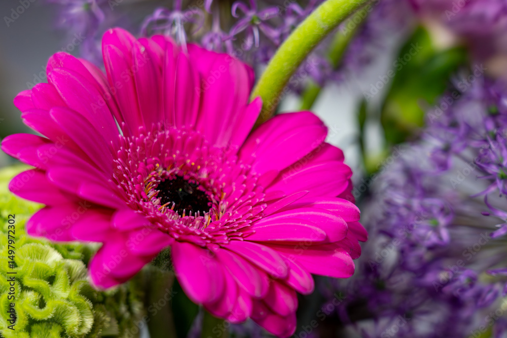 Obraz premium Bright pink gerbera daisy surrounded by purple flowers in arrangement