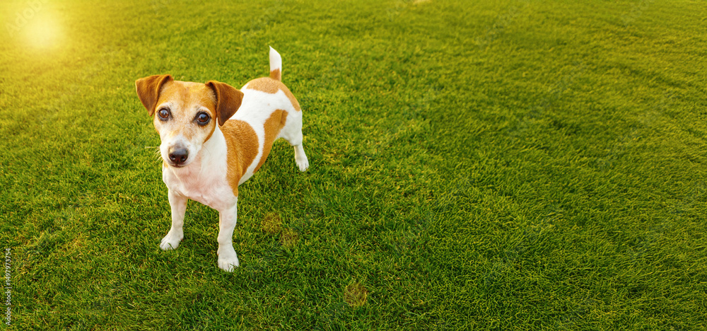 dog standing on a meadow on lush green grass top view looking at camera. Happy active weekend time with pet outside. Long horizontal banner dog standing on a meadow on lush green grass top view looking at camera. Happy active weekend time with pet outside. Long horizontal banner