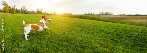 Running active dog Jack Russell terrier jumping at green fresh grass outside enjoying time outdoors playing games. Fresh weekend walk with pet. Long horizontal banner
