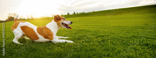 dog playfully lying on the grass, side view, impatiently excited playfully pressed to the ground in anticipation of the game.  Active weekend activity. Long horizontal banner