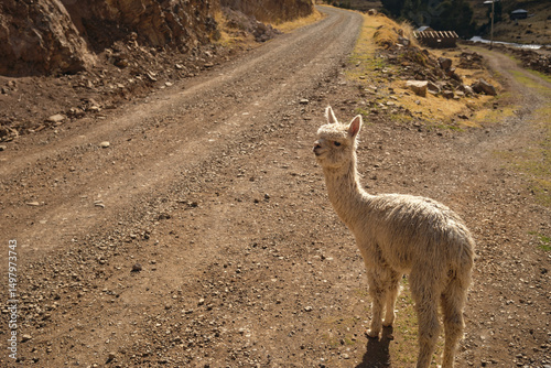 Alpaca Standing on Dirt Road