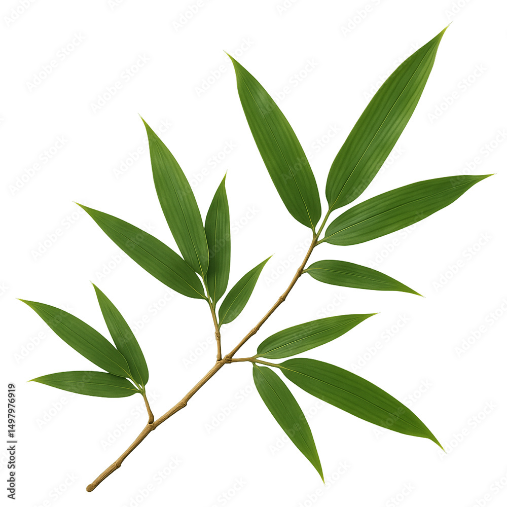 Naklejka premium green bamboo leaves isolated on transparent or white background png
