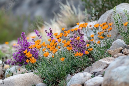 Vibrant wildflowers in a rocky desert landscape, showcasing a mix of orange and purple blossoms amidst gray stones.  A variety of wildflowers thrive in the arid environment