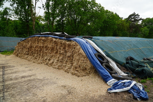 Open front of a maize silage pile, secured against rain with plastic sheeting. Village of Bordenau, Lower Saxony, Germany