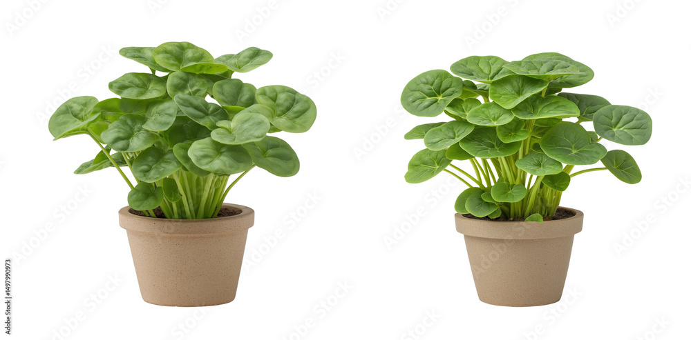 Obraz premium Green serenity pilea plant in minimalist clay pot isolated on white or transparent background PNG