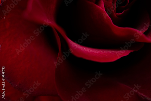 Closeup of rose flower