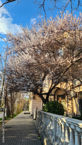 A sprawling apricot tree blooms in the architectural ensemble of a residential building