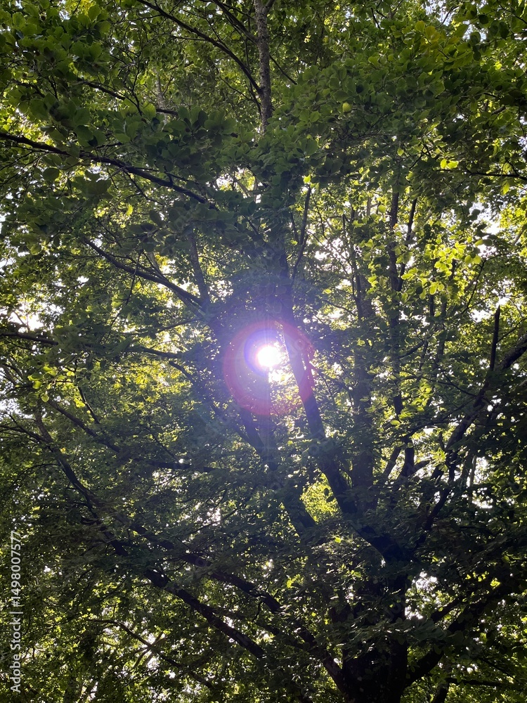 Fototapeta premium sun shining through trees