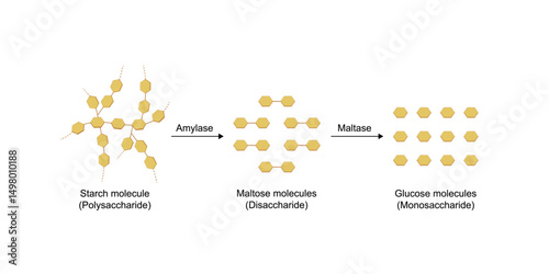 Carbohydrates digestion. Amylase and maltase Enzymes catalyze polysaccharide starch molecule to disaccharides and monosaccharides, glucose sugar formation. Scientific diagram. Vector illustration.