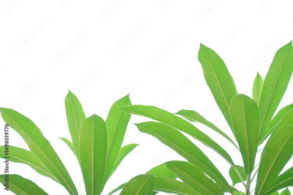 A tropical tree leaf with branches on white isolated background for green foliage backdrop A tropical tree leaf with branches on white isolated background for green foliage backdrop