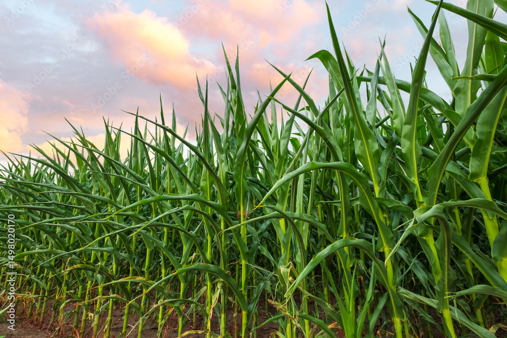 Obraz premium Green corn field in growth state, cultivated agricultural area at sunset.