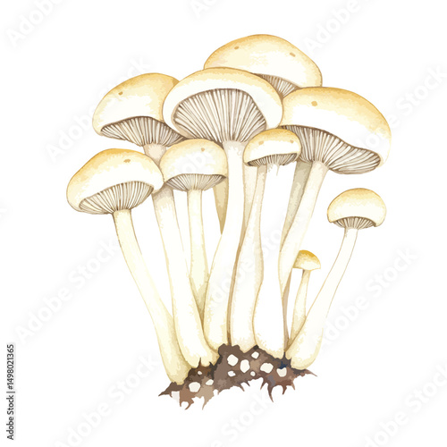 Cluster of Pale Yellow Mushrooms Watercolor Illustration
