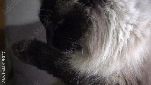 Close-up of a fluffy cat grooming itself, showcasing creamy fur and whiskers