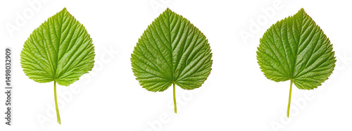 Three vibrant green leaves, heart-shaped with prominent veining, are displayed against a black background, showcasing their detailed texture and structure