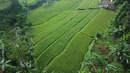 4K Drone Video of Green Rice Terraces Near Residential Area 


