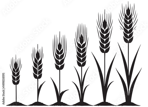 Wheat growth cycle stages vector illustration harvest concept