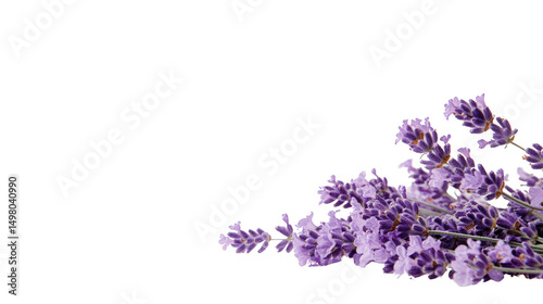 Close-up of Lavender Flowers on PNG transparent background showcases floral beauty