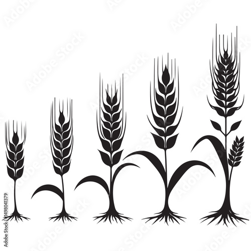 Wheat Growing Stages Agriculture and Harvest Silhouette Illustration