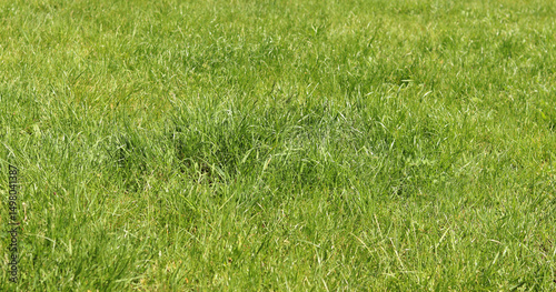 Tableau sur toile Grass on the lawn, natural background