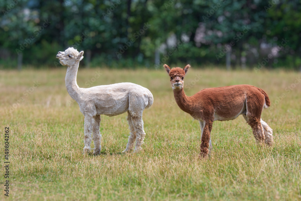 Fototapeta premium Brown and White Alpacas in meadow