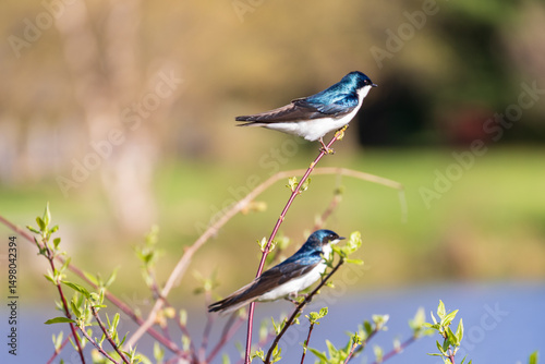Tree Swallows on small bush near lake