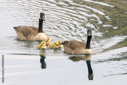 Canada Geese swimming with goslings