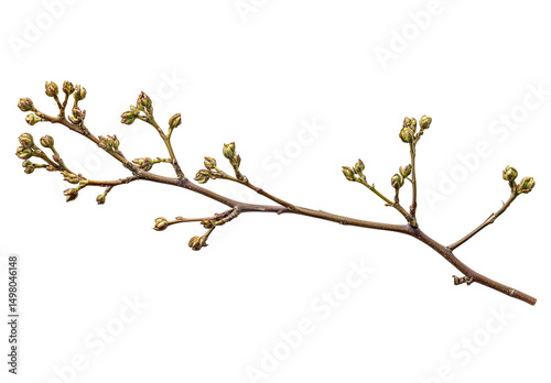 Close-up of a slender, brown twig with numerous small, tightly closed buds along its branches, set against a black background, showcasing the delicate texture and early springtime growth