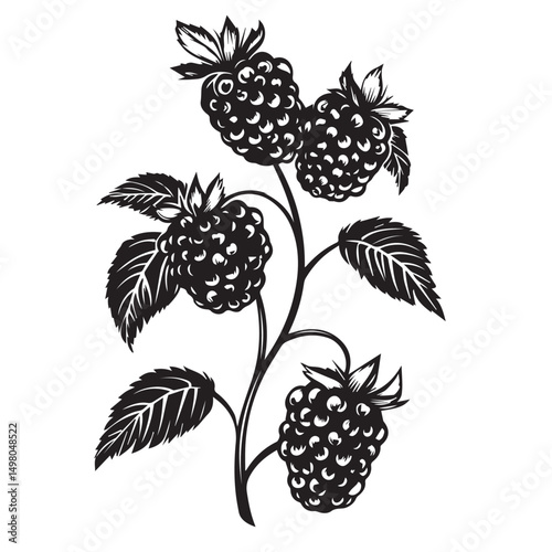 blackberry branch image, logo, black and white vector graphics
