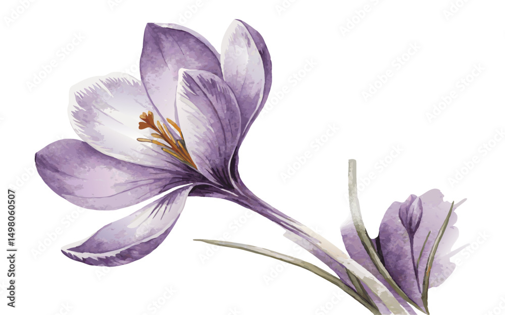 Fototapeta premium A Watercolor Illustration of a Purple Crocus Flower in Bloom