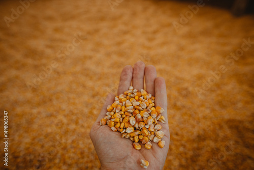 the farmer's hand holding the corn grain	