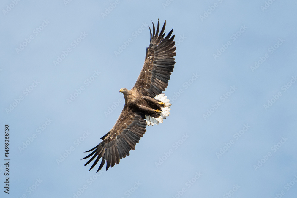 Naklejka premium White-tailed eagle in its natural environment