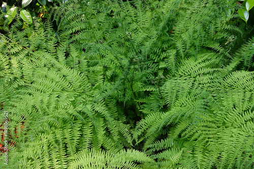 Fotografie Lush fern bed with fronds cascading in a verdant display