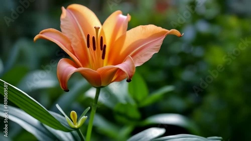 Vibrant orange lily blooms gracefully in garden setting during warm summer day