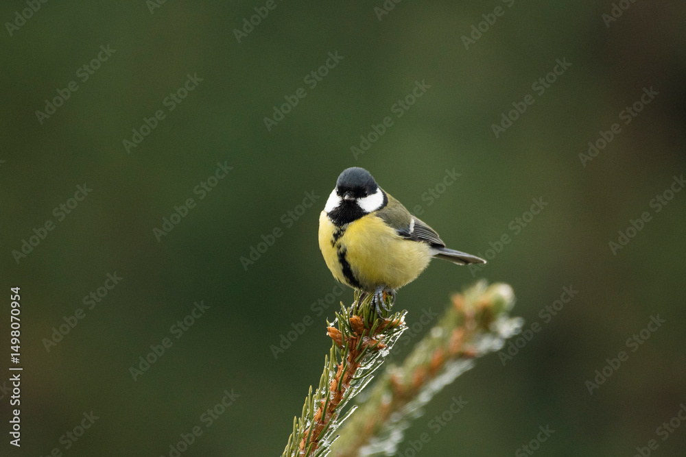 Fototapeta premium Great tit