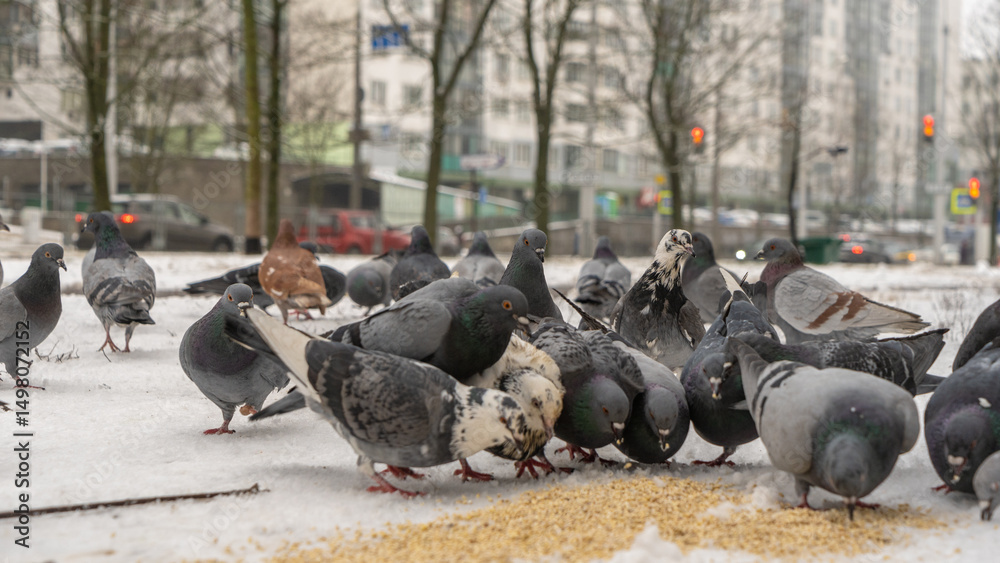 Fototapeta premium A flock of pigeons gathers on the snowy ground, eagerly pecking at scattered grains. This winter scene captures the beauty of nature as these birds are fed in the cold.