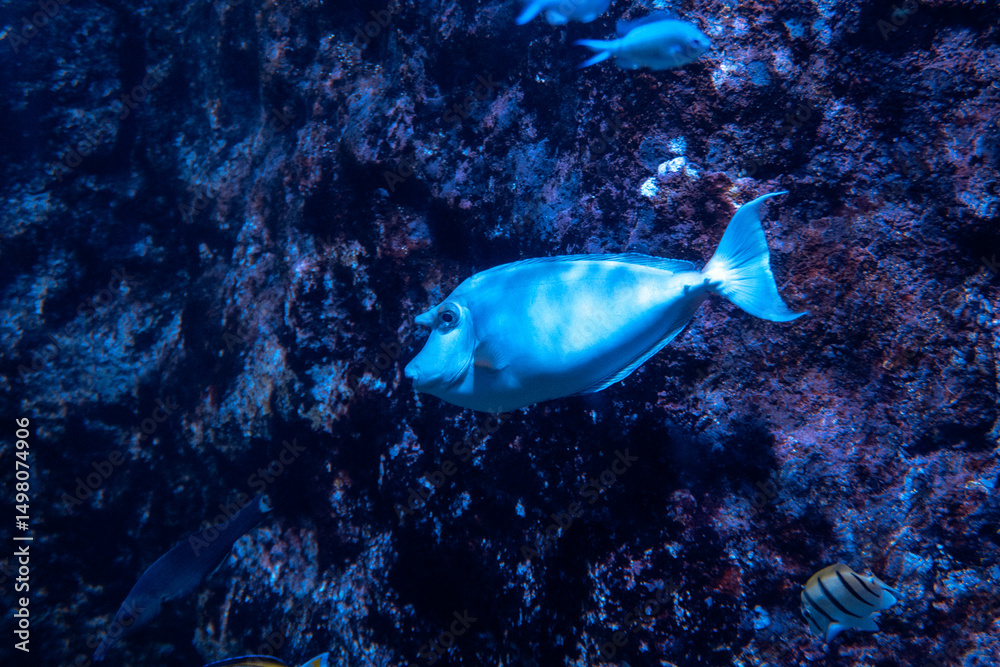 Fototapeta premium Poissons dans un aquarium