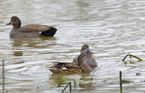 a quacking pair of gadwall ducks, gadwall ducks in courtship, photographed between green leaves, gadwall ducks on the pond, idyllic scene on the lake, idyllic nature with water birds, Mareca strepera