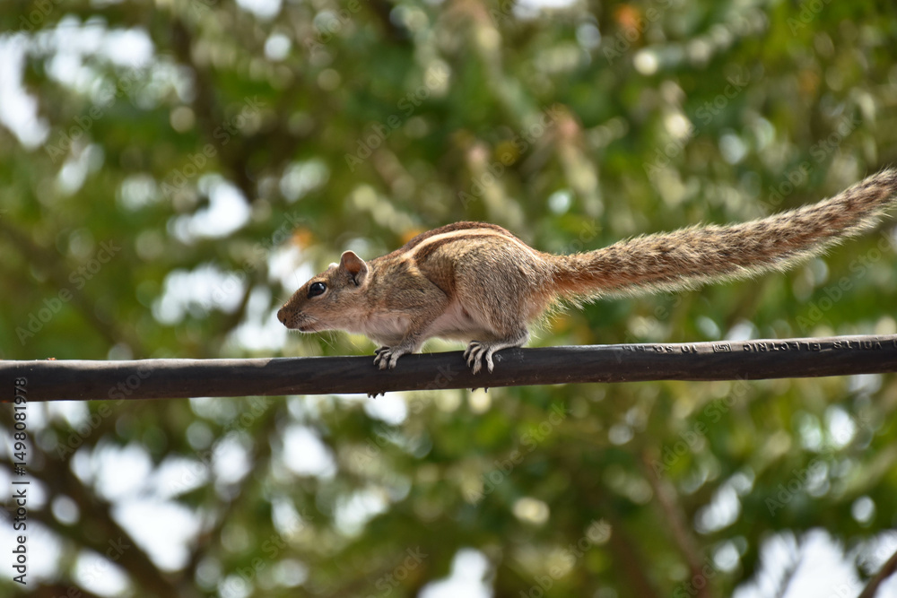Obraz premium Squirrel on a wire