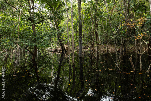 Принти на полотні Blackwater flooded forests of the Amazon Basin
